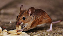 24 Hour & Emergency Exterminators in Kipton, OH